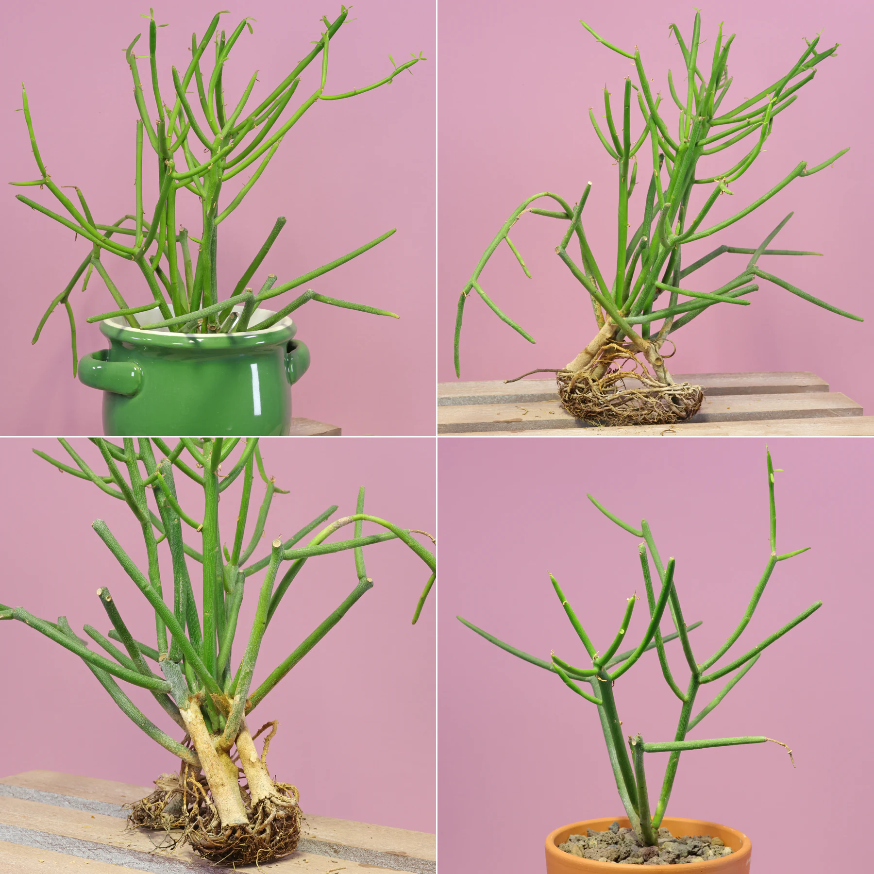 Euphorbia tirucalli Bleistiftstrauch