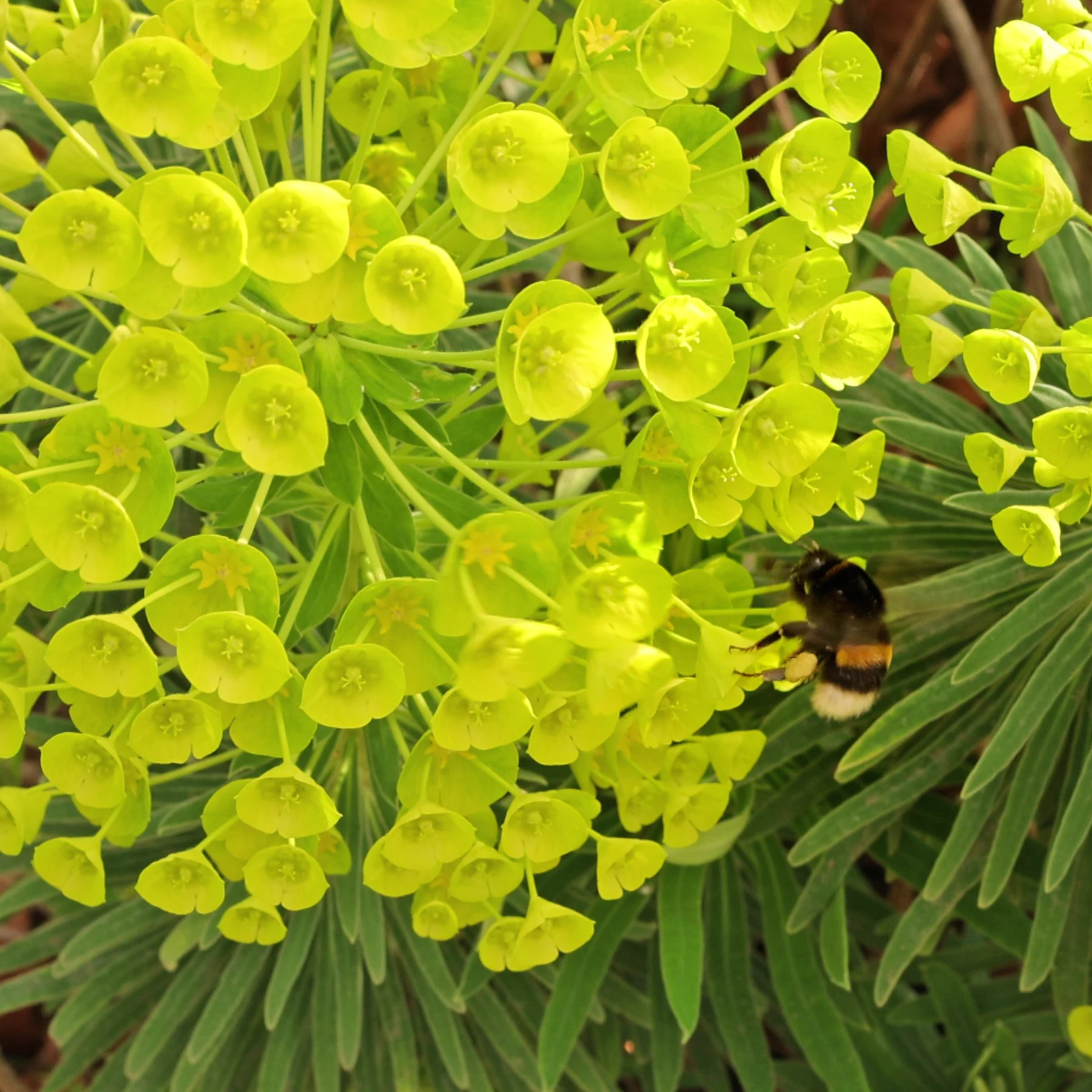 Erdhummel bestäubt Palisaden Wolfsmilch