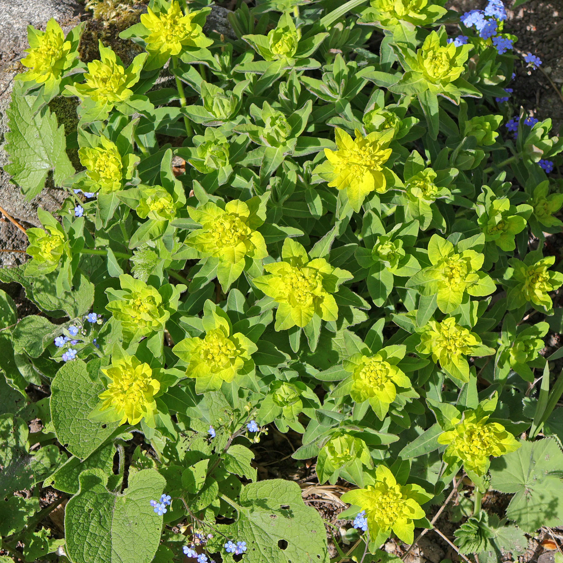 Euphorbia epithymoides
