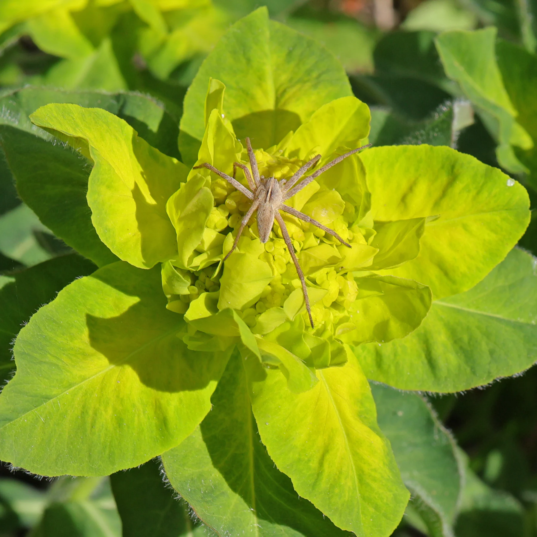 Listspinne auf Gold Wolfsmilch