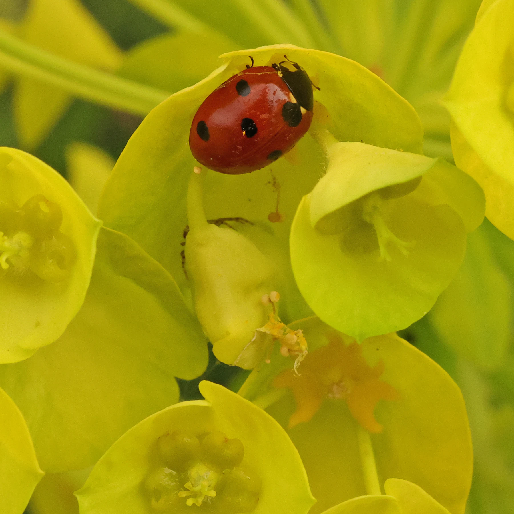 Siebenpunkt Marienkäfer auf Palisaden Wolfsmilch
