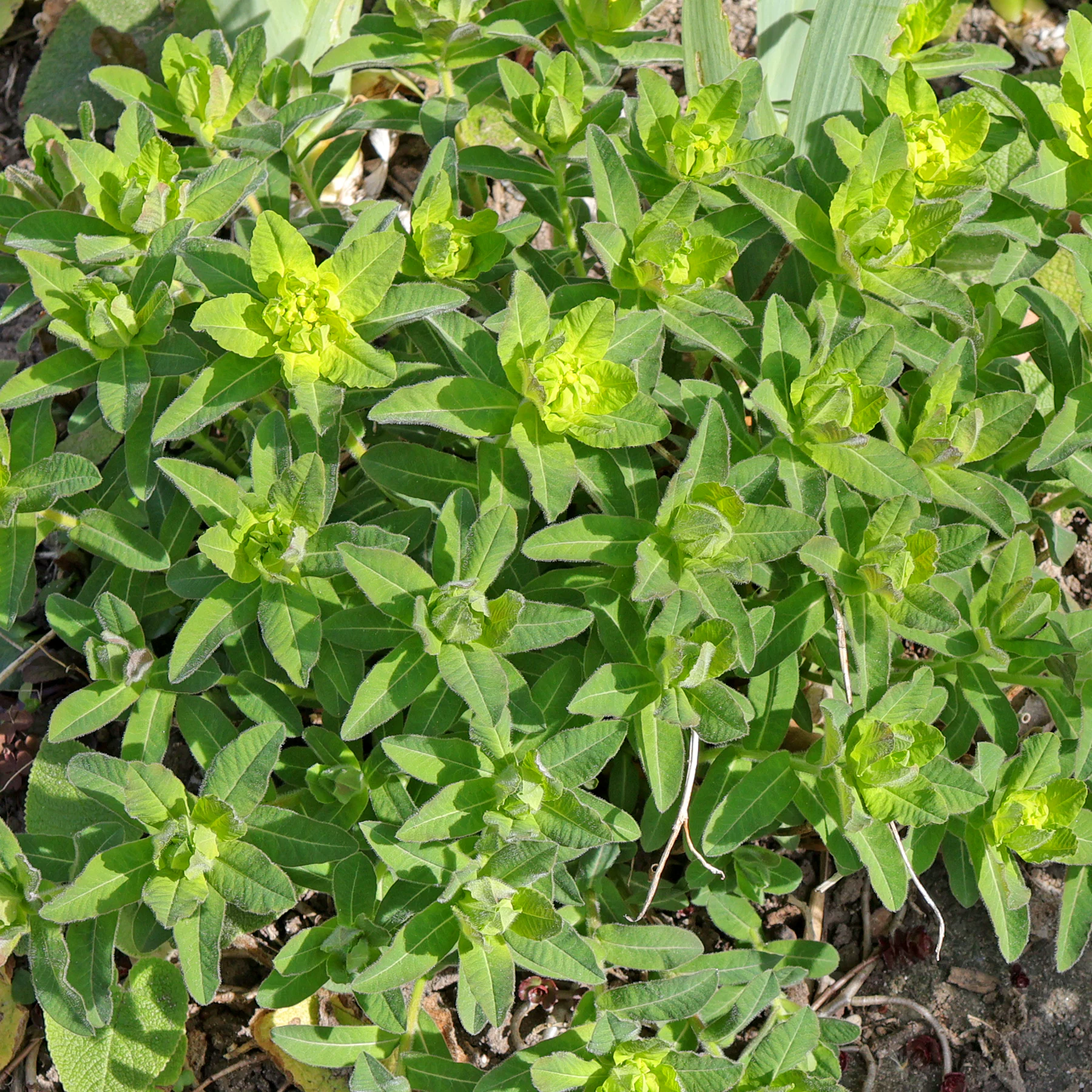 Vielfarbige Wolfsmilch Blätter