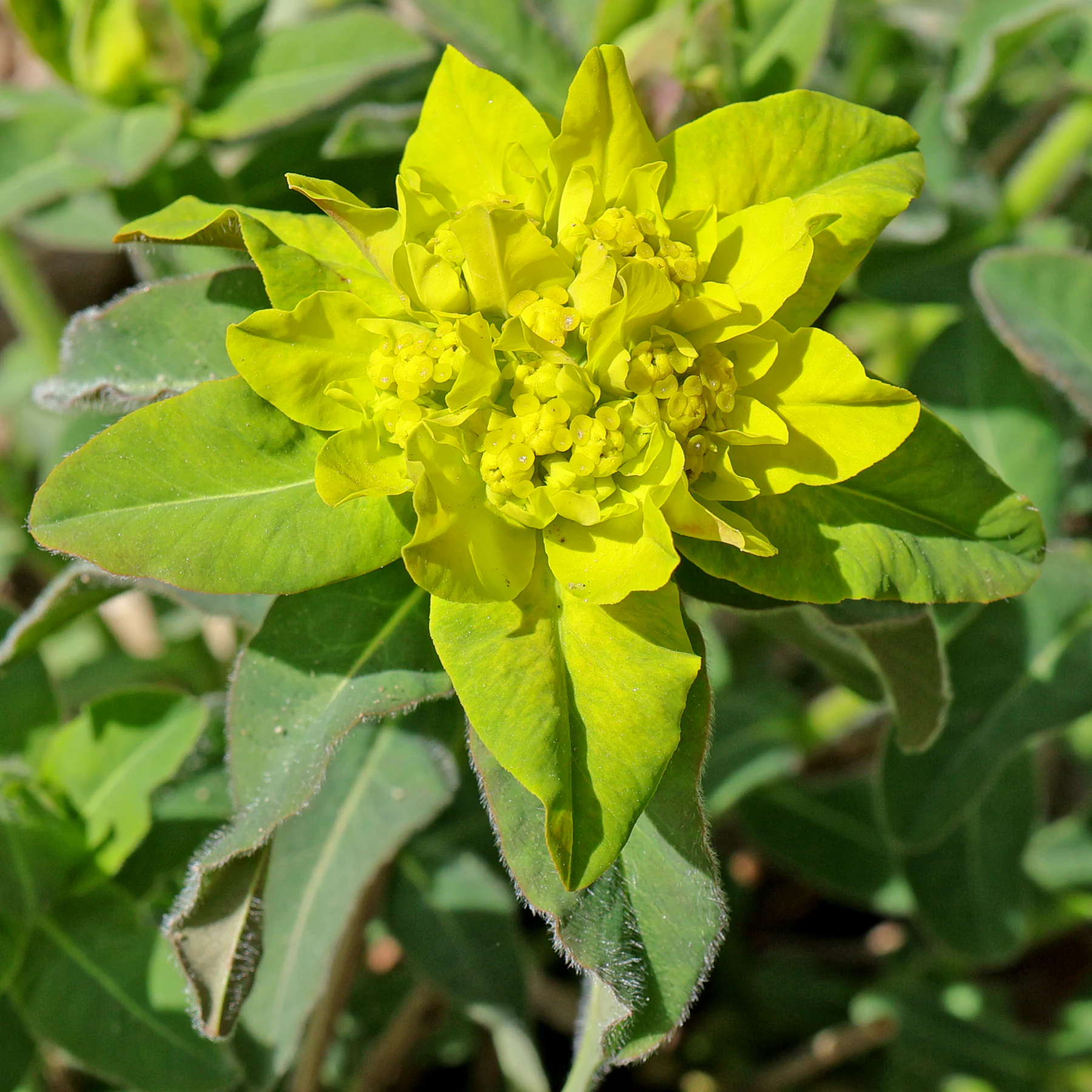 Vielfarbige Wolfsmilch Blüten