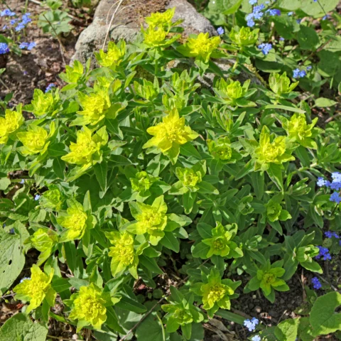 Vielfarbige Wolfsmilch Euphorbia epithymoides